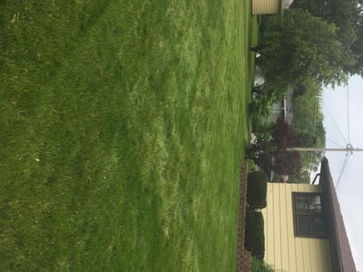 St Louis Lawn Care Mowing Services Lawn Love of St Louis